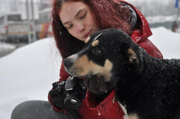 Psy ze stadionu dziesięciolecia - do adopcji #adopcje