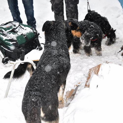 Psy ze stadionu dziesięciolecia - do adopcji #adopcje