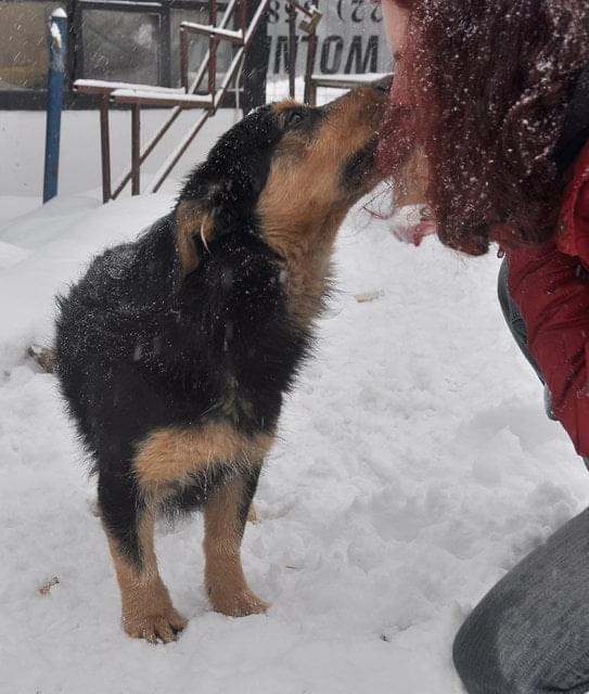 Psy ze stadionu dziesięciolecia - do adopcji #adopcje