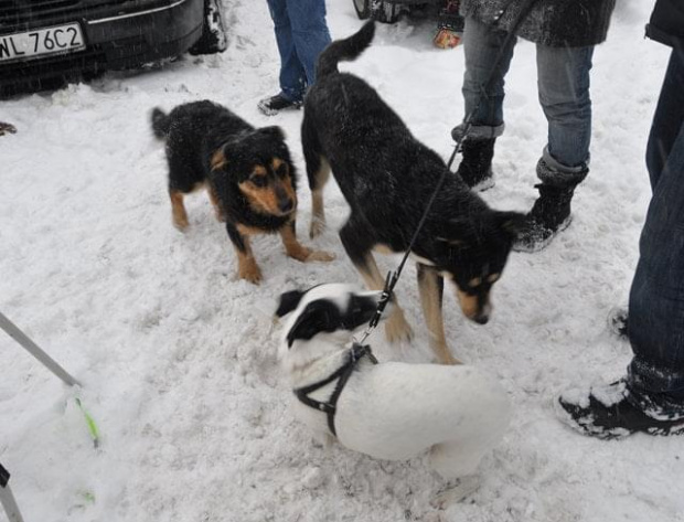 Psy ze stadionu dziesięciolecia - do adopcji #adopcje