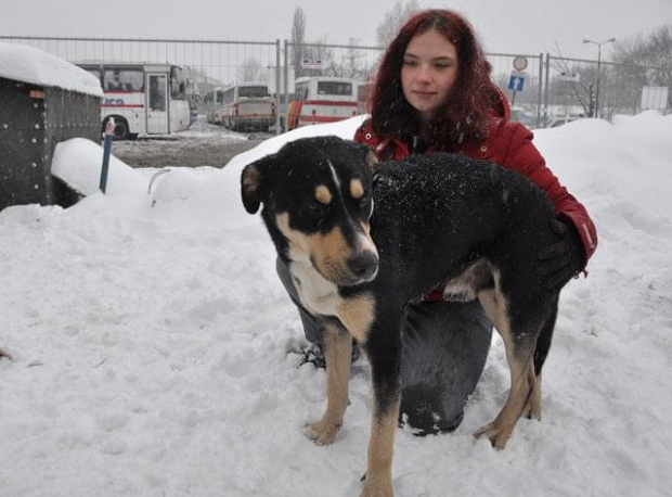 Psy ze stadionu dziesięciolecia - do adopcji #adopcje