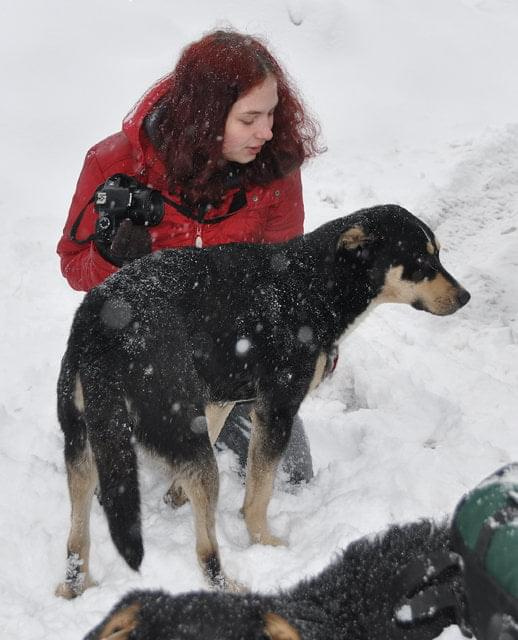 Psy ze stadionu dziesięciolecia - do adopcji #adopcje