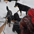 Psy ze stadionu dziesięciolecia - do adopcji #adopcje