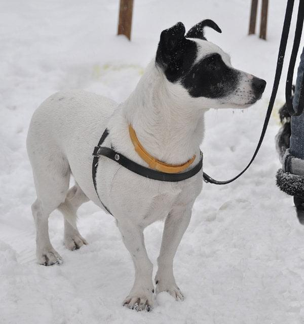 Psy ze stadionu dziesięciolecia - do adopcji #adopcje