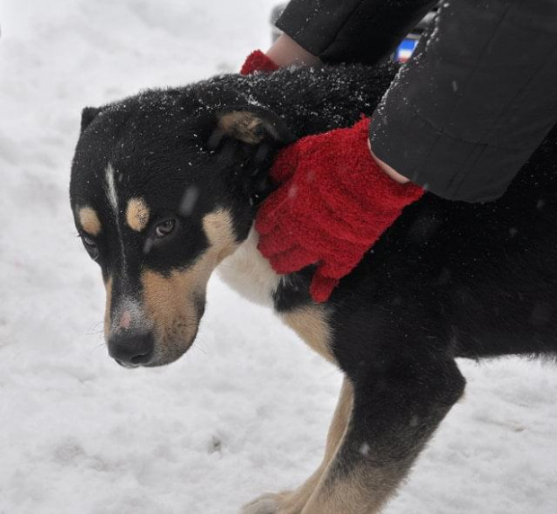 Psy ze stadionu dziesięciolecia - do adopcji #adopcje