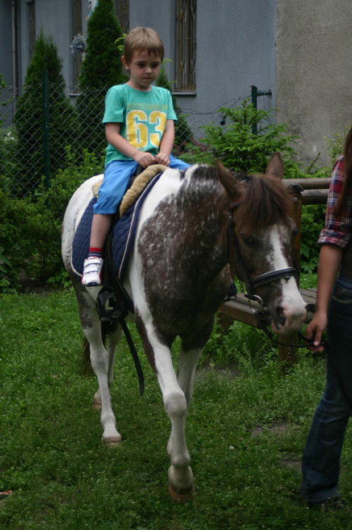 Konik w przedszkolu „średniaczki” 07.06.2011 #Piekarska