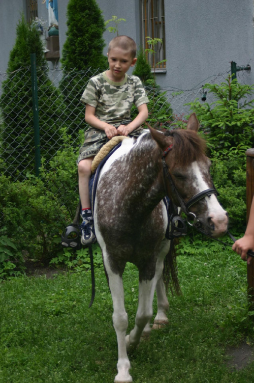 Konik w przedszkolu „średniaczki” 07.06.2011 #Piekarska