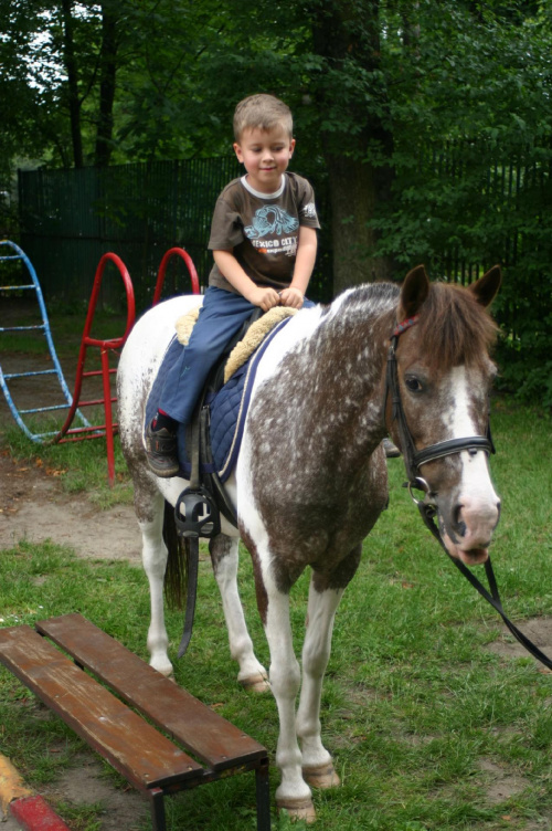 Konik w przedszkolu „średniaczki” 07.06.2011 #Piekarska