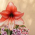 hippeastrum #amarylis