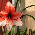 hippeastrum #amarylis