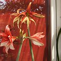 hippeastrum #amarylis