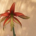 hippeastrum #amarylis