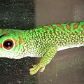 #FelsumaMadagaskarska #MadagascarDayGecko