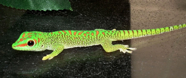 #FelsumaMadagaskarska #MadagascarDayGecko