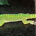 #FelsumaMadagaskarska #MadagascarDayGecko