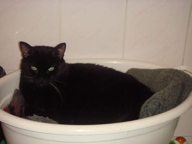... kotka Kropeczka wylegująca się w misce w łazience, oboje uwielbiają to miejsce