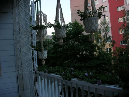 kwietniczki na balkonie