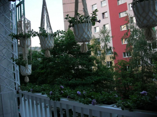 mój balkon #balkon #kwiaty
