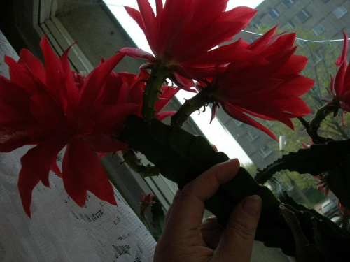 tak kwitłem #Kaktus #kwiaty