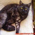 miau miau od ROKSI SAFONY "Pusi" Sokołowskiej dla "Myszek" internackich