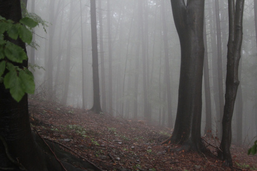 im dalej w las tym więcej mgły #las #mgła