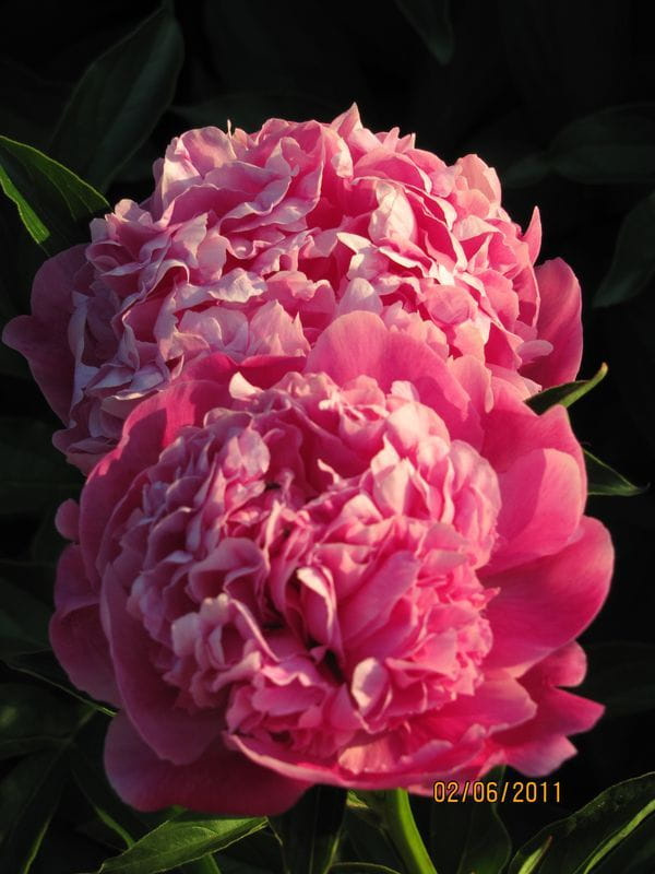 Kocham peonie