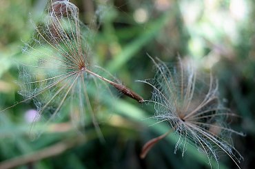 zielony to kolor nadziei ... #ogród #nasionko #kąkol