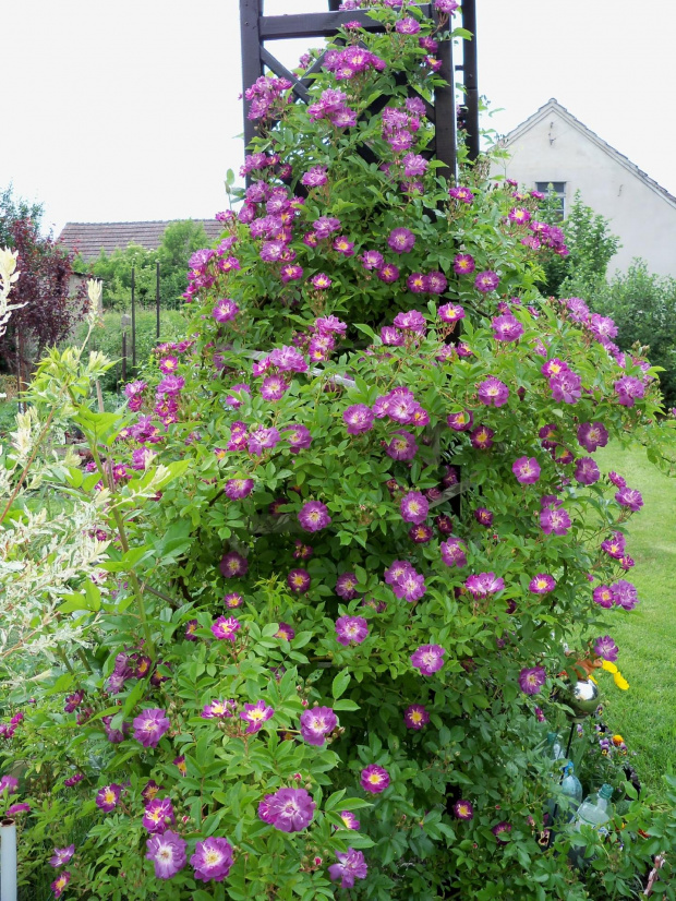 Rosa Veilchenblau. Cudowna!