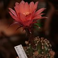 echinopsis MEX220 F.Sinatra x 117 Hades