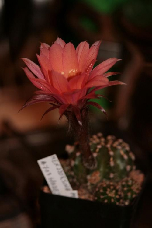 echinopsis MEX220 F.Sinatra x 117 Hades