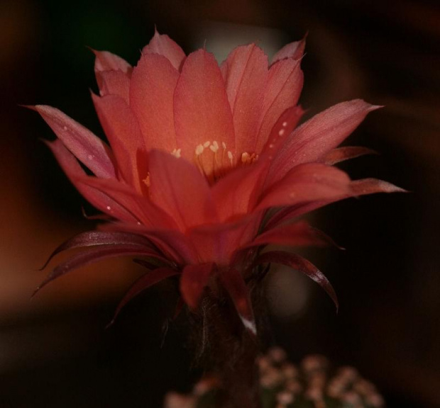 echinopsis MEX220 F.Sinatra x 117 Hades