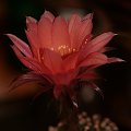 echinopsis MEX220 F.Sinatra x 117 Hades