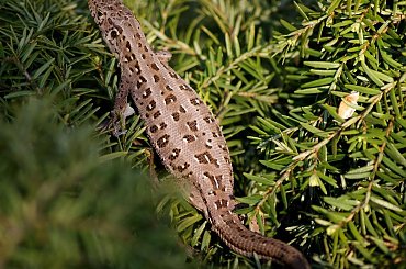 ogródkowo - wiosenne różności ... miłego weekendu wszystkim życzę ... :)) #jaszczurka #zwinka #gady #wiosna #ogród