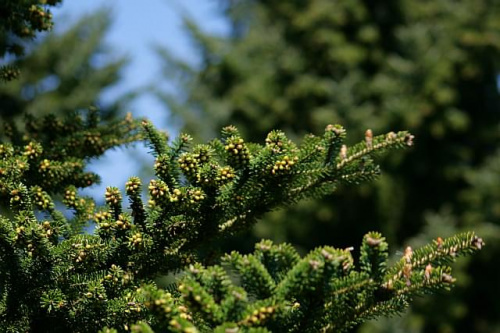 Ogród Botaniczny w Powsinie