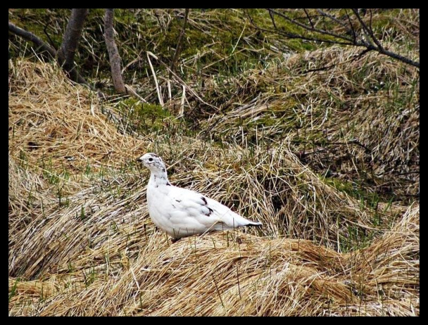 Rjúpa (Lagopus muta)