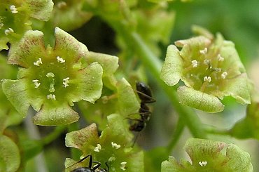 ogródkowo - wiosenne różności ... miłego weekendu wszystkim życzę ... :)) #owady #mrówki #kwiaty #porzeczka #wiosna #ogród #makro