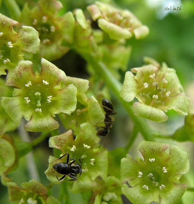 ogródkowo - wiosenne różności ... miłego weekendu wszystkim życzę ... :)) #owady #mrówki #kwiaty #porzeczka #wiosna #ogród #makro