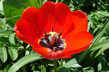 #TULIPANY #KWIATY #OGRÓD #WIOSNA