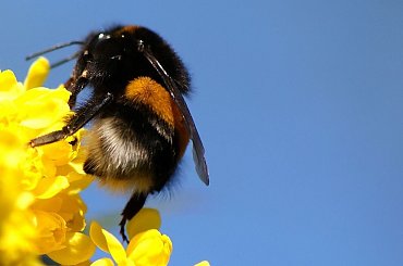 ogródkowo - wiosenne różności ... miłego weekendu wszystkim życzę ... :)) #owady #trzmiel #ogród #wiosna #makro