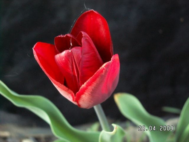 Tulipan