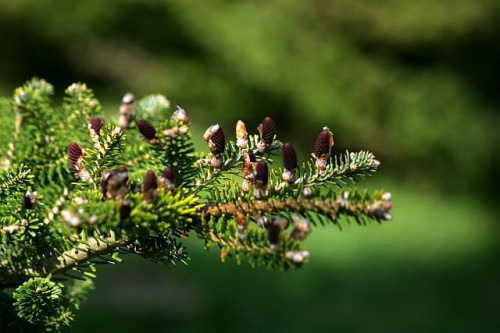 Ogród Botaniczny w Powsinie