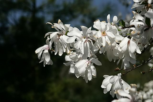 Ogród Botaniczny w Powsinie