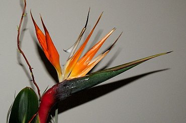 miej życzliwość w swej naturze,
bo życzliwi żyją dłużej ... Wam wszystkim, którzy mnie ostanio odwiedzili, a których ja troszkę zaniedbałam ... #kwiaty #strelicja #wiosna #RajskiPtak