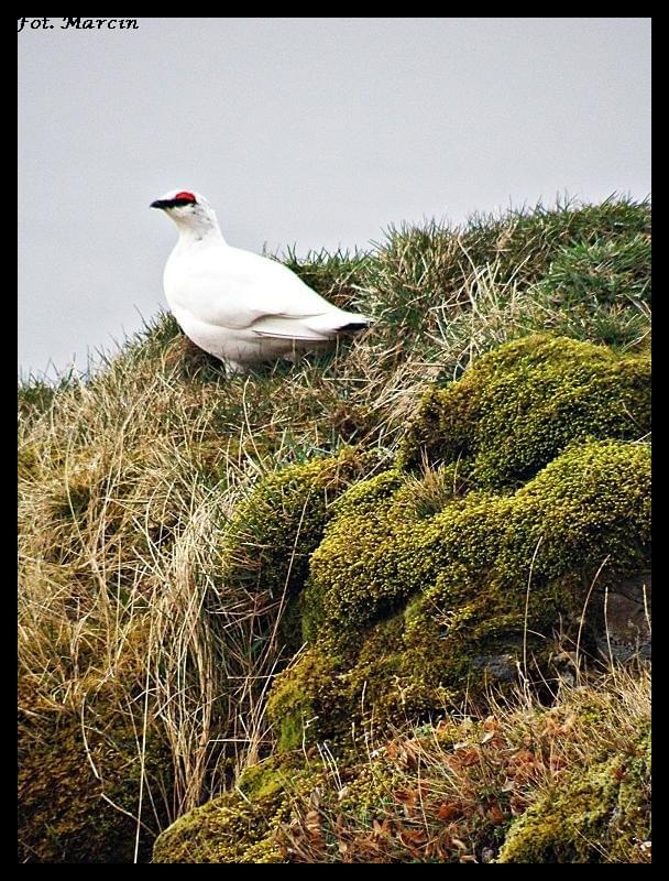 Rjúpa (Lagopus muta)