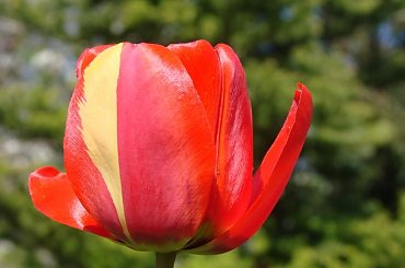 #TULIPANY #KWIATY #OGRÓD #WIOSNA