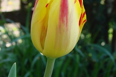 #TULIPANY #KWIATY #OGRÓD #WIOSNA