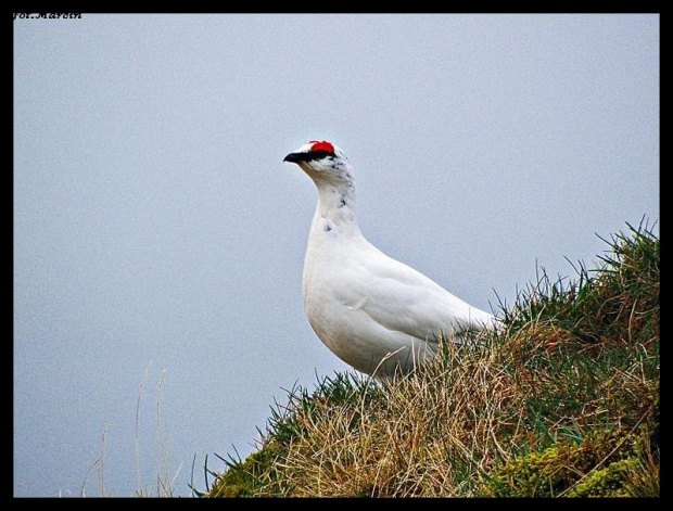 Rjúpa (Lagopus muta)