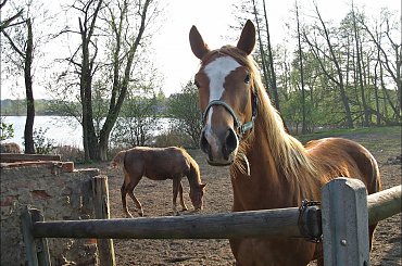 z rodzinnych stron #jezioro #konie