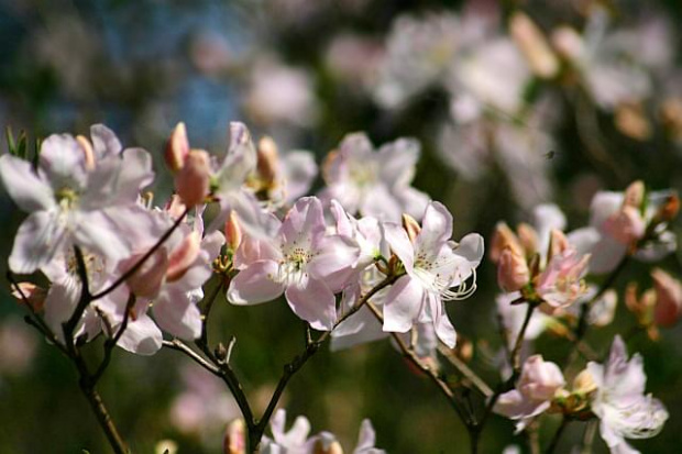 Ogród Botaniczny w Powsinie