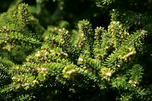 Ogród Botaniczny w Powsinie